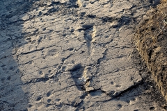 Laetoli_11